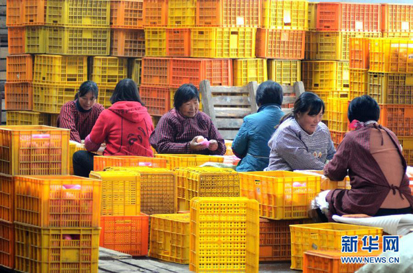 11月3日,山东省沂源县张家坡镇张家坡村的果农在分拣网销苹果。