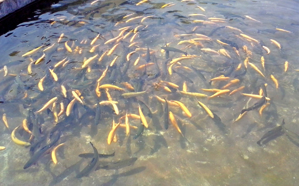 �����ٲ���2015��������ҵ�Ȳ���չ