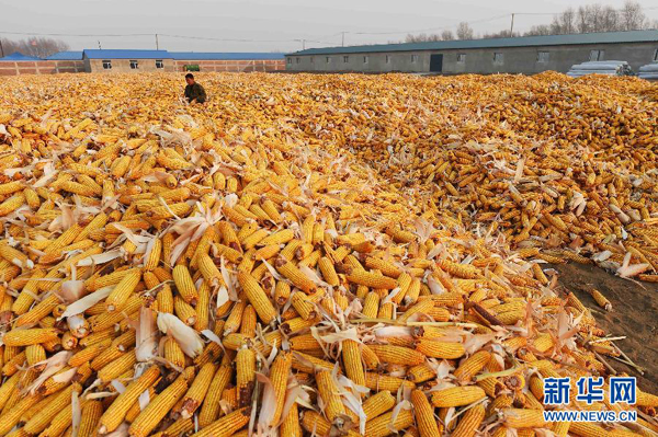 ںʡ̩ؽִũɹյ800Ķ׶ɹϣ113㣩