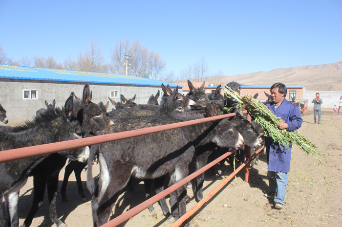 青海贵德:打造毛驴产业 促进农牧民增收
