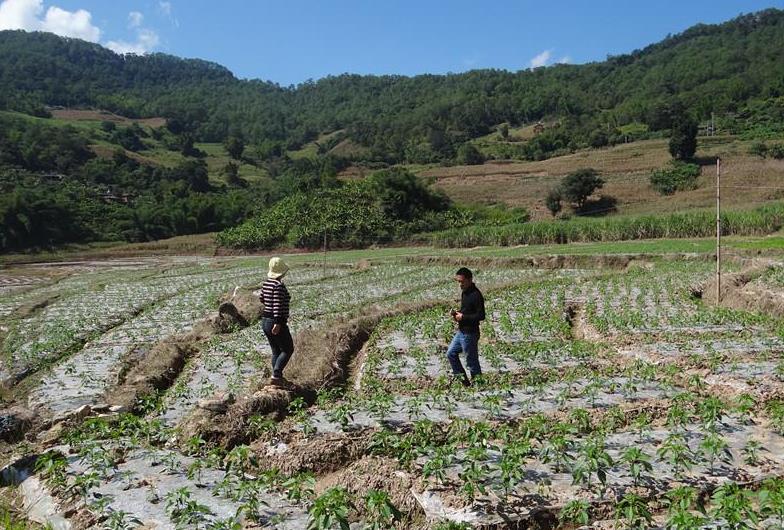 ������ƽ��ƽ�������������߲���ֲ������л