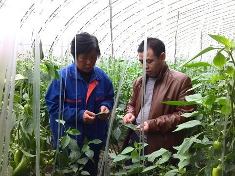 河北平泉绿色有机蔬菜走上京津高端人群餐桌