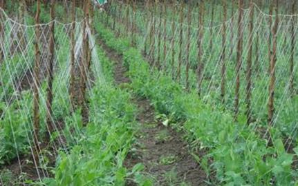 ����������ɡ�����ÿ��̵������㶹