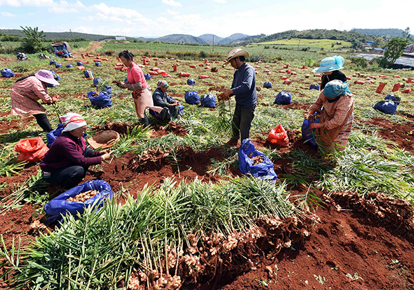 云南文山:大力发展高原生物特色种植产业