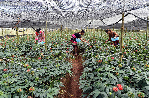 11月4日,文山市红甸乡红甸村村民在采收三七红籽。