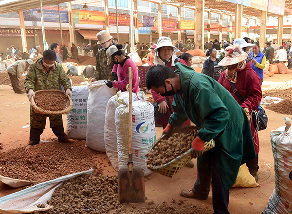 11月4日,三七种植户在文山市三七交易中心筛选三七。