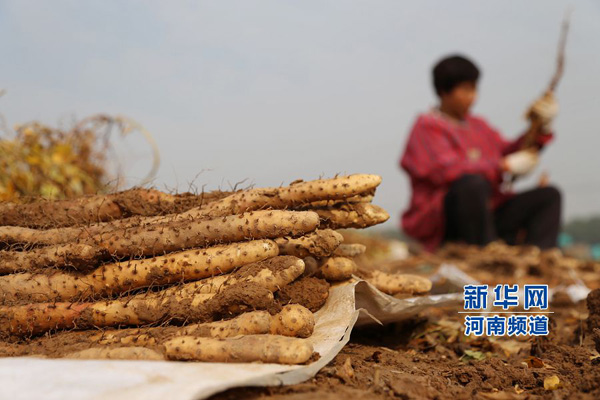 11��4�գ�����ʡ������Ȫ���������ũ���ڲ�������ɽҩ��