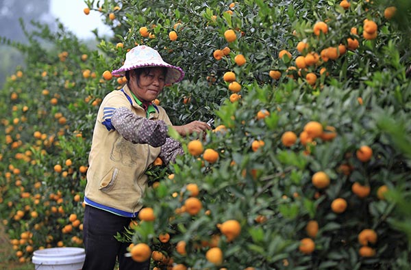 11��6�գ��ڹ��������ػ���ũ������ũ�ڲ�ժ���١�