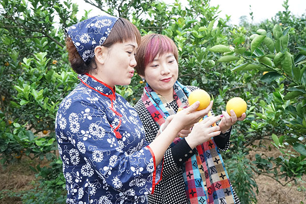 江西赣南脐橙“线上飘香”