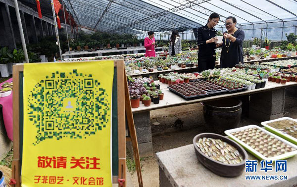 11月5日,山东省邹平县好生街道高效生态花卉示范园内的子非园艺店主尹艳玲(前右)给通过微店来参观的消费者介绍自己经营的多肉植物。该街道的花卉示范园有花园超市280余家,花卉种植面积达6000余亩,年产值达2亿元,其中近200家花园超市开辟了网络销售渠道。