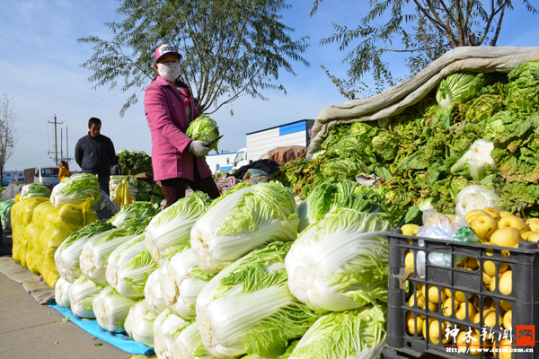 陕西神木县锦界镇袁家沟村百亩大白菜丰收热卖
