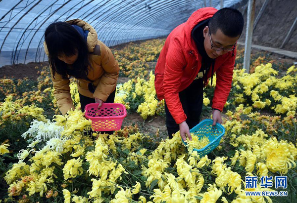 11��11�գ��ӱ�ʡ�����غ������ִ�ũҵ԰��Ա�����ջ�ջ���