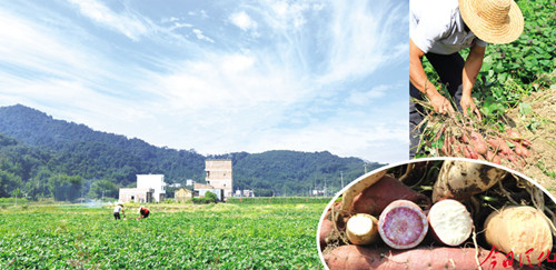 广东广州市从化区高山番薯文化节蓄势待发