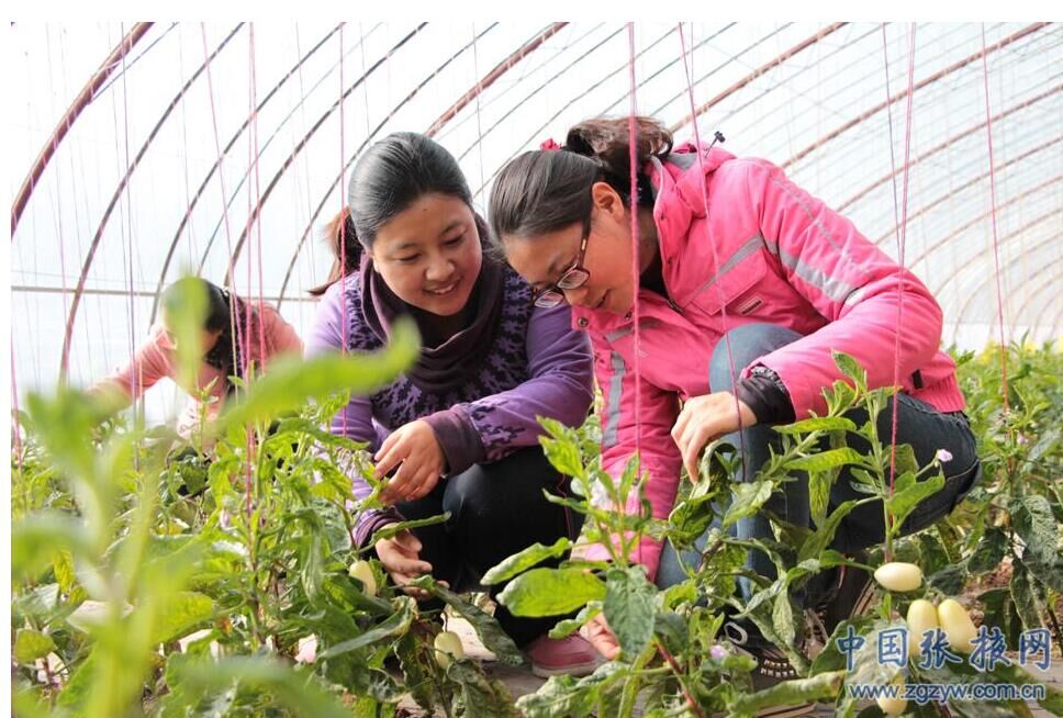 �����̨��ɫ��ֲ�߳��¸���·��