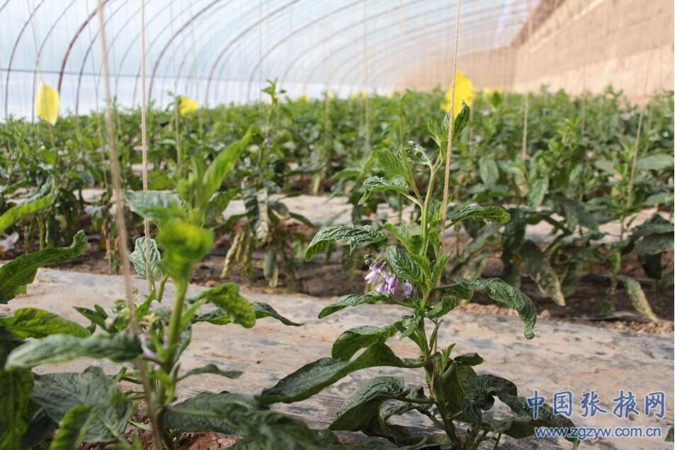 �����̨��ɫ��ֲ�߳��¸���·��2