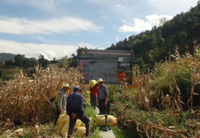 ���Ϸ�������ͷ��������æ