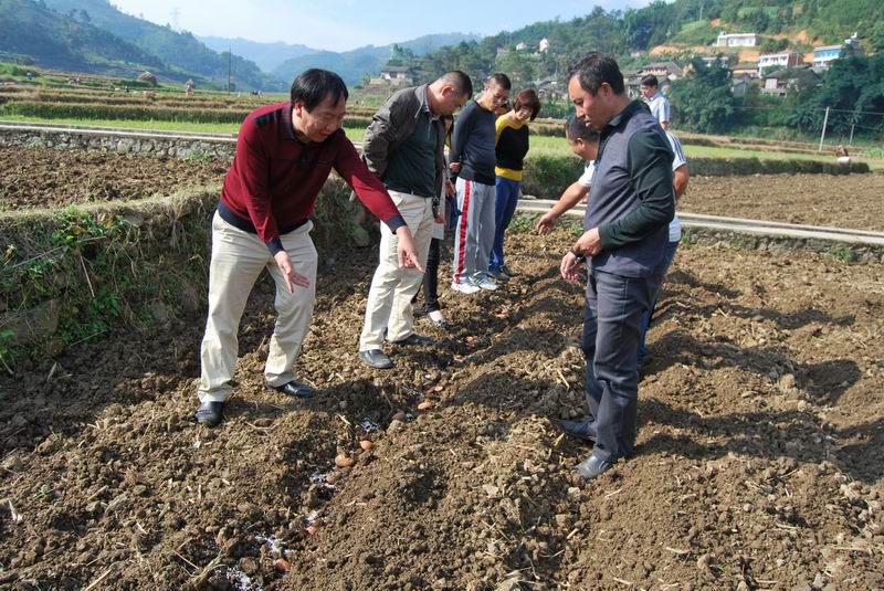 云南师宗县掀起冬马铃薯种植热潮