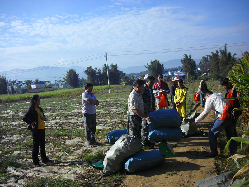 云南勐海县种子管理站进行鲜食糯玉米测产