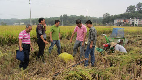 福建明溪:完成粮食产能区测产验收