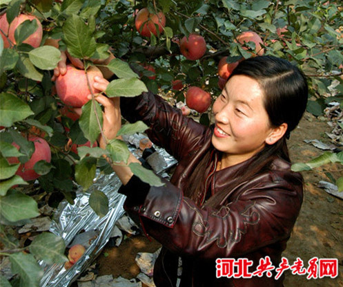 河北乐亭苹果丰收 全县产量超15万吨成摇钱树