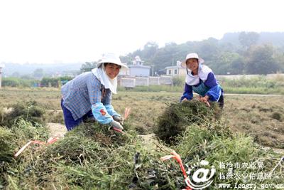 ����˫��������ȫ���ƹ㴩������ֲ