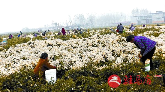 河南驻马店:杭白菊铺就致富路