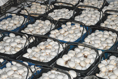 ɽТũ˫߹ ũŴг