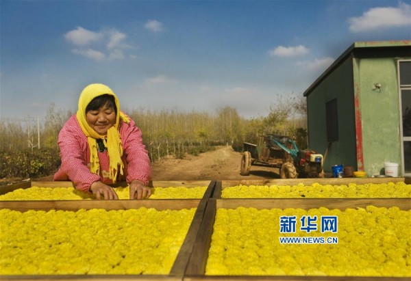 山东胶州:皇菊丰收飘香