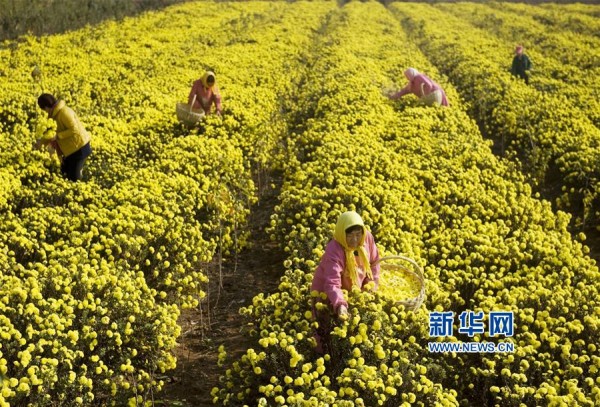 11月18日,村民在山东省胶州市里岔镇高山沟村皇菊种植基地采摘皇菊。