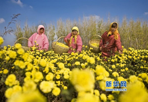 11月18日,村民在山东省胶州市里岔镇高山沟村皇菊种植基地采摘皇菊。