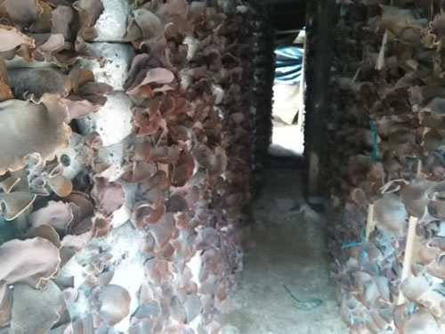 福建永安:毛木耳生产形势喜人