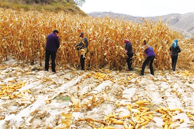 青海民和:秋到农家谷飘香
