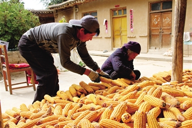 青海民和:秋到农家谷飘香2