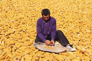 青海民和:秋到农家谷飘香3