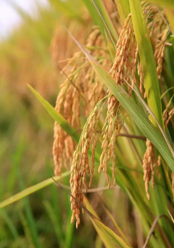 Ԭ¡ƽĶ1690ˢ¹㶫÷¼