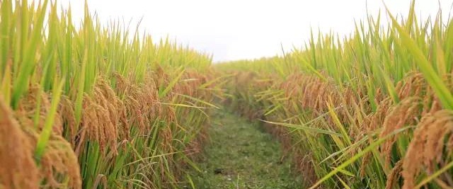 Ԭ¡ƽĶ1690ˢ¹㶫÷¼3