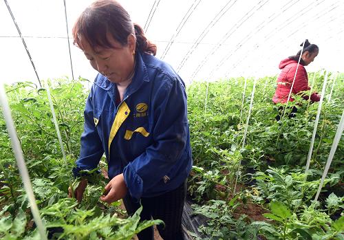 河北霸州:瞄准市场需求发展“错季”有机蔬菜