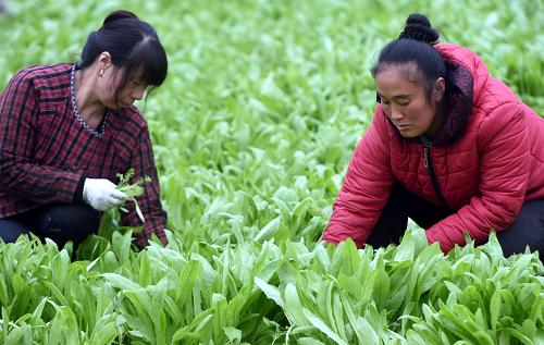 11月18日,在河北省霸州市北头村农业合作社,农民在温室大棚内采摘油麦菜。