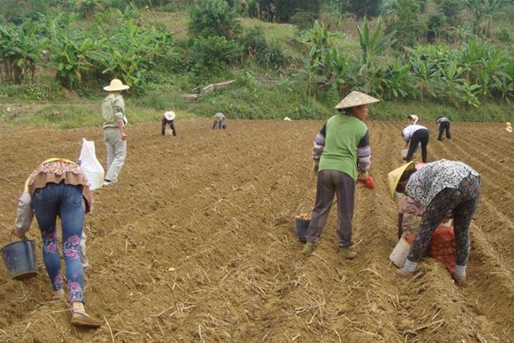 云南镇康县勐堆乡冬马铃薯种植全面铺开