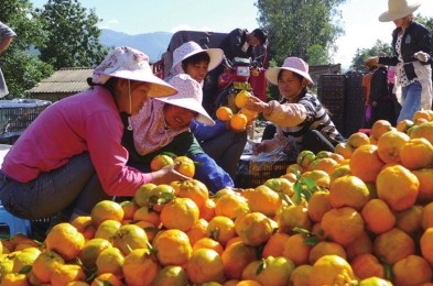 ����ʯ���ظ�����ֲԤ�ƿ�Ϊ��ũ����1080��Ԫ