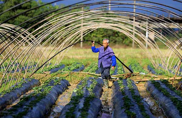 广西融安县:田间冬管忙