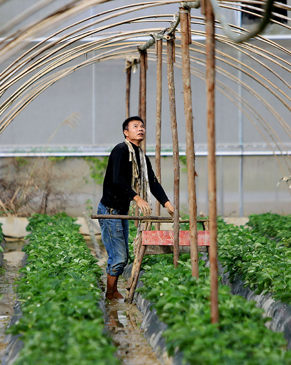 11月21日,柳州市融安县长安镇大坡村农民在搭建温室大棚。