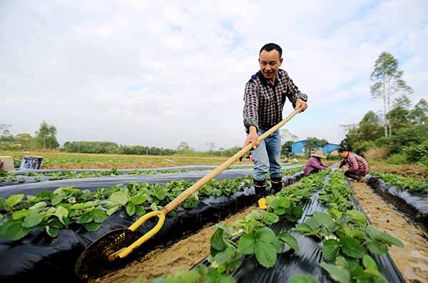 11月21日,柳州市融安县长安镇大坡村农民将刚刚覆盖好的地膜压紧。