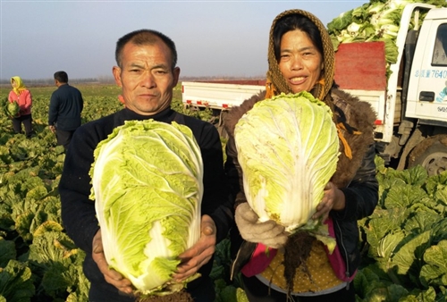 山东青岛:白菜大丰收 好吃又热销