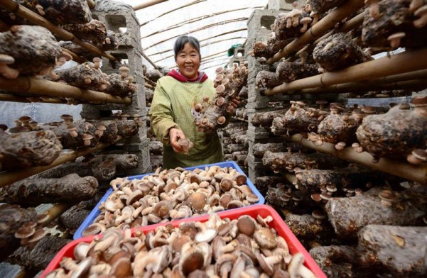 湖北保康:小小香菇富村民