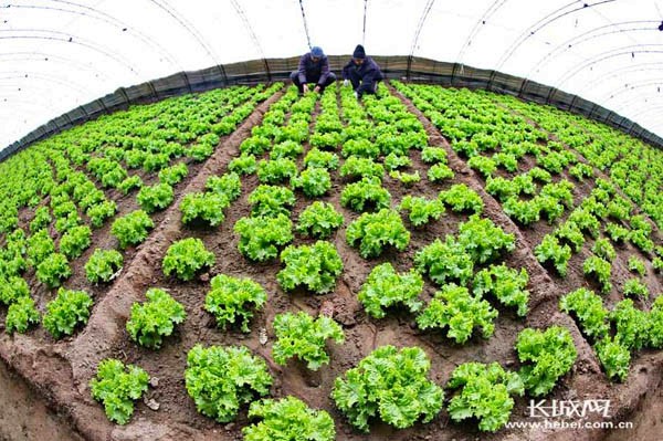 �ӱ��ػʵ�����ʱ��ˡ�����ũ������