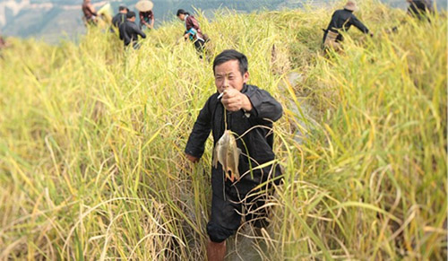 ݴӽؼ磺ѼҵԳЧ ũ