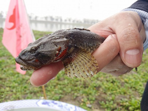 淡水名鱼四鳃鲈重现上海 单价下跌至数十元