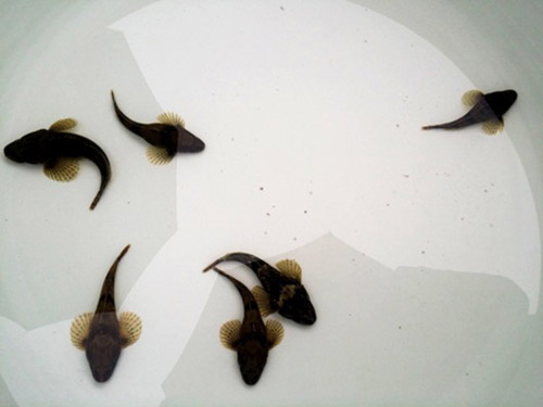 淡水名鱼四鳃鲈重现上海 单价下跌至数十元2