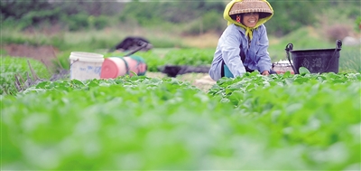 ���Ϻ��ڣ��񶬲�ʢ